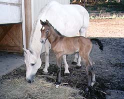 Preman - Divine Love at three weeks